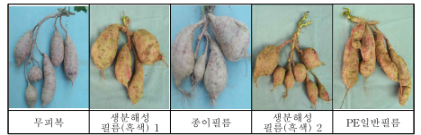 피복재료에 따른 고구마 괴근 형태(대유미)