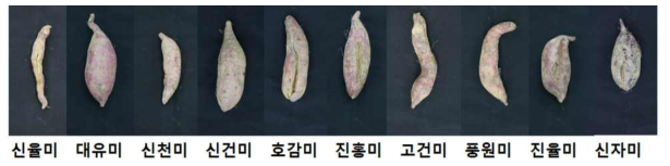 고구마 품종별 괴근 모습(‘2018. 전북)