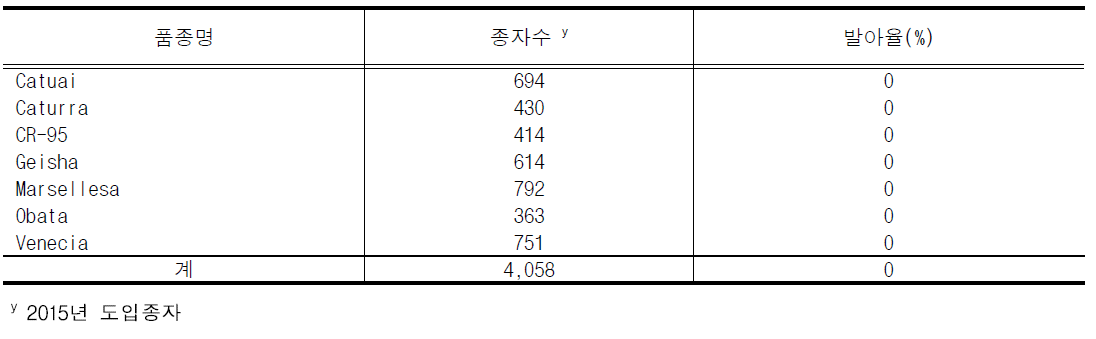 커피 종자 파종 결과