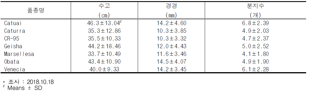 커피 품종별 생육 특성 (조사: 2018.10.18.)