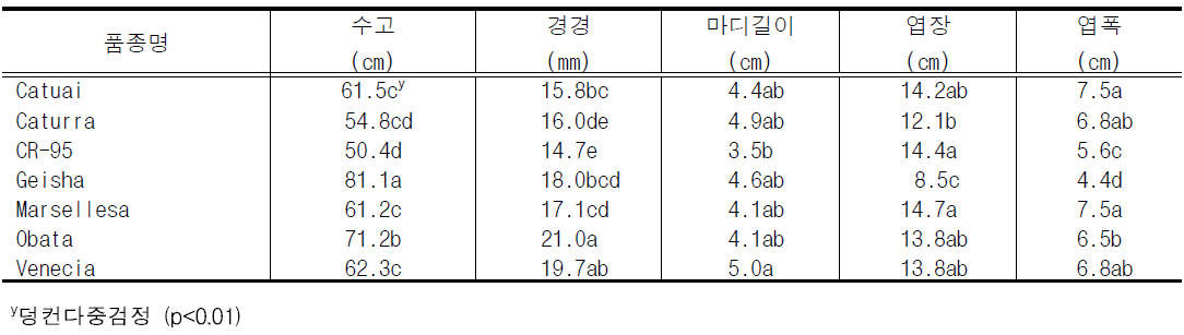 커피 품종별 2년차 생육 특성 (조사: 2019.10.14.)