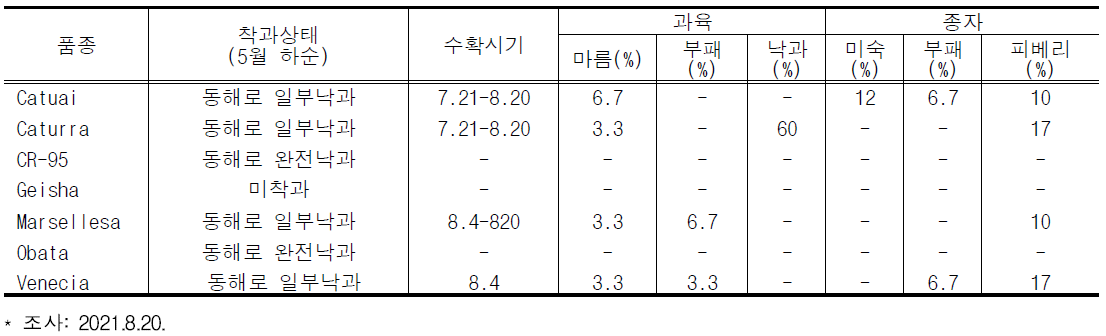 커피 품종별 착과 상태