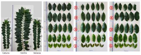 커피 잎의 엽령별 시료 채취 부위. ①, 0.5개월; ②, 1개월; ③, 4개월; ④, 4개월; ⑤, 8개월