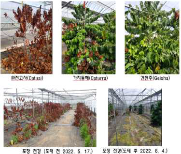 저온피해와 건전주 및 도태 전후 포장