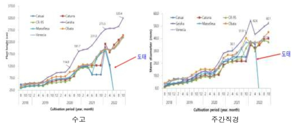 품종별 재배기간에 따른 수고 및 주간직경 변화