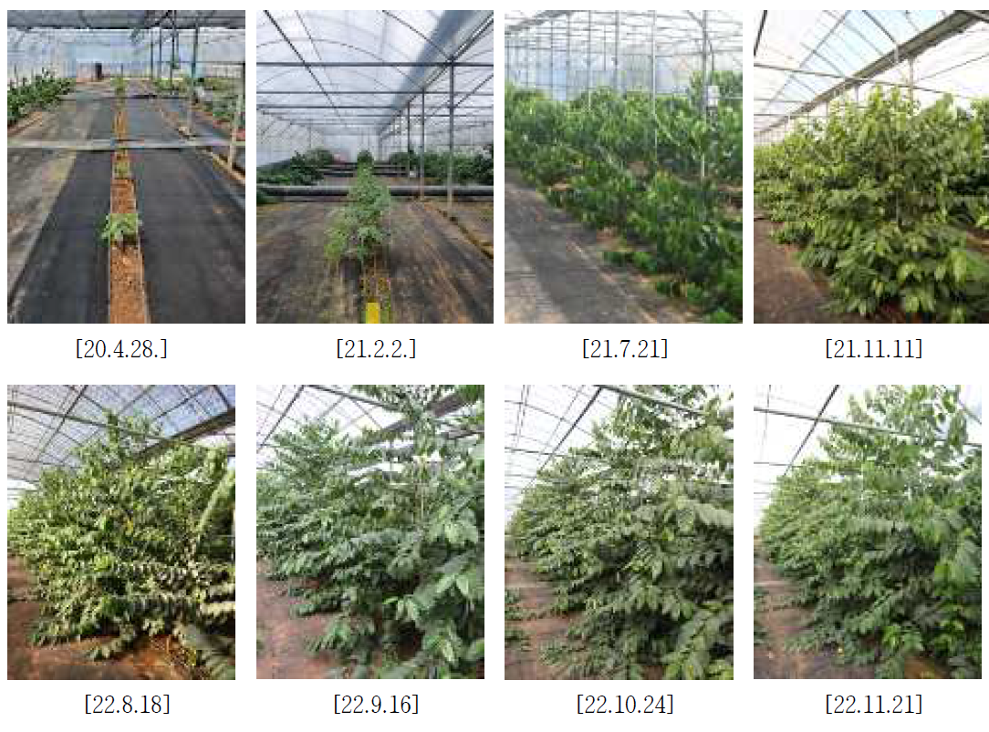 아라비카 커피 삽목묘 생육상황