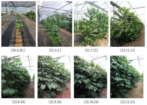 아라비카 커피 실생묘 생육상황