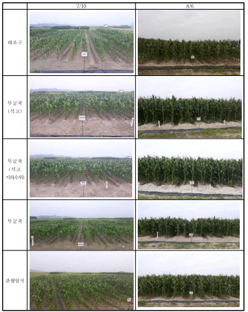 처리구별 옥수수 생육상황