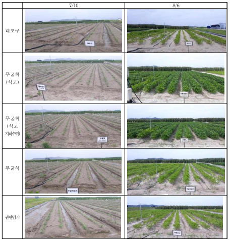 시험 처리별 콩 생육상황