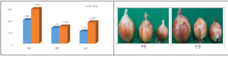 양파의 지역별 상품 수량 및 수확 사진