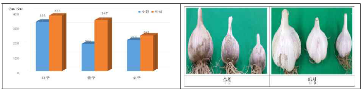 지역별 마늘 상품 수량 및 수확기 사진