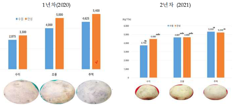 1모작 감자의 연차간 지역별 수량성