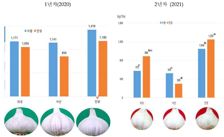 3모작 감자의 연차간 지역별 수량성