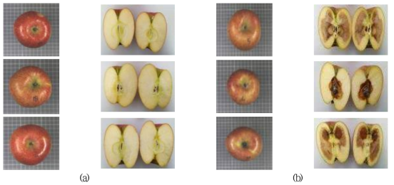 DSLR을 이용해 촬영한 사과 실험 시료 (a) 정상 사과 시료 (b) 내부 갈변 사과 시료
