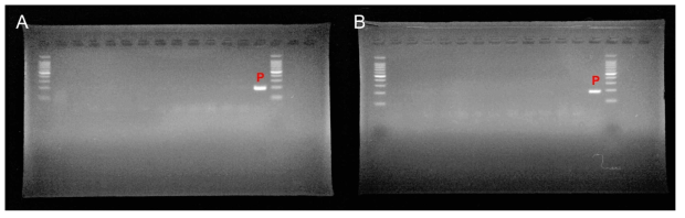 충주 매몰지에서 채취한 이병 가지 및 줄기 PCR 결과(A: 구덩이 1, B: 구덩이 2)