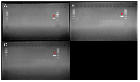 안성 두 번째 매몰지에서 채취한 이병 가지 및 줄기 PCR 결과(A: 구덩이 1,B: 구덩이 2,C: 구덩이 3)