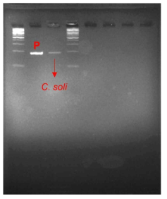 천안 첫 번째 매몰지 이병 식물 배양액에서 순수분리된 Chryseobacterium soli를 EA71 primer로 PCR한 결과