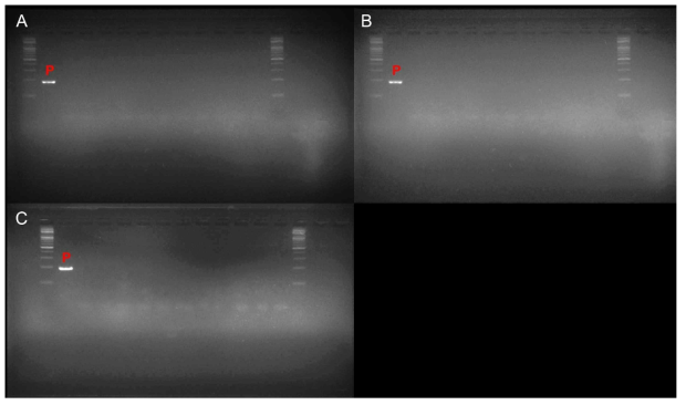 천안 두 번째 매몰지에서 채취한 이병 가지 및 줄기 PCR 결과(A: 구덩이 1, B:구덩이 2, C: 구덩이 3)