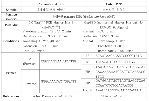 미끼식물 내 화상병균 감염 여부 검정을 위한 conventional PCR 및 LAMP~ PCR 조건