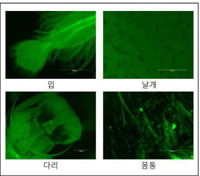 꿀벌 부위 별 화상병원균의 표적 위치