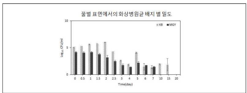 배양 배지의 종류에 따른 꿀벌 표면에서의 화상병원균 밀도