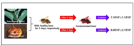 오염된 식물체와 곤충에서의 화상병원균 밀도