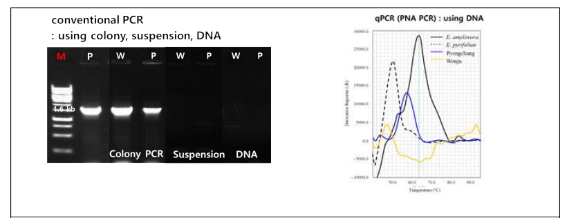 Enrichment한 곤충 현탁액을 대상으로 cPCR 및 PNA-PCR을 진행한 결과