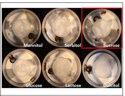 당류별 꿀벌의 먹이 선호도