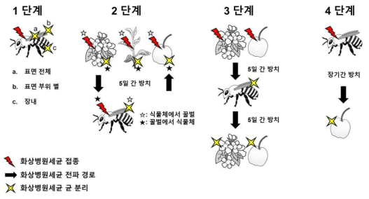 화상병원세균 오염원으로부터 확산률 검정을 위한 모식도