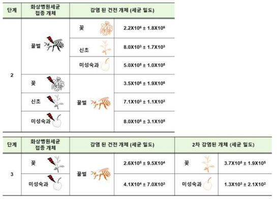 곤충(꿀벌) 내외부 화상병원세균 존재에 의한 확산률 검정