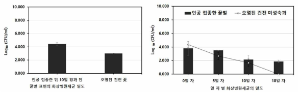 화상병원세균 오염 10일 후까지 건전 기주식물로의 화상병원세균 확산 검정. (좌) 꽃으로의 전반, (우) 미성숙과로의 전반