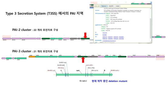 화상병원세균이 곤충(꿀벌)에 의한 확산과정에서 주요 유전자로 추정되는 spaL 유전자 지도 및 돌연변이체 선발