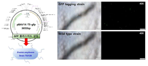 GFP tagging 형광 발현 균주의 형광 발현 벡터 및 형광 발현 확인