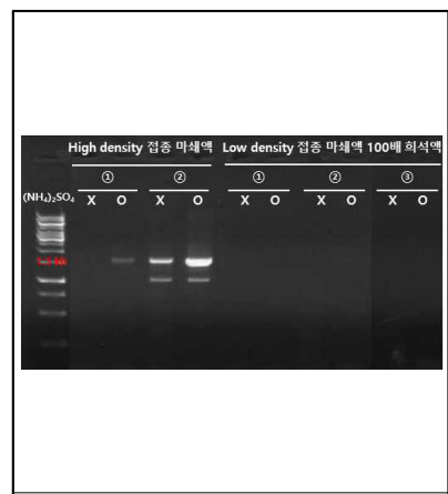 접종 10일 경과 유묘 마쇄액에 증진 용액을 첨가하여 진행한 cPCR