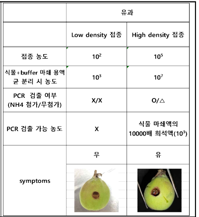 접종 7일 경과 유과 마쇄액에서의 세균 밀도와 병징 확인, 균 분리 및 cPCR 가능 여부