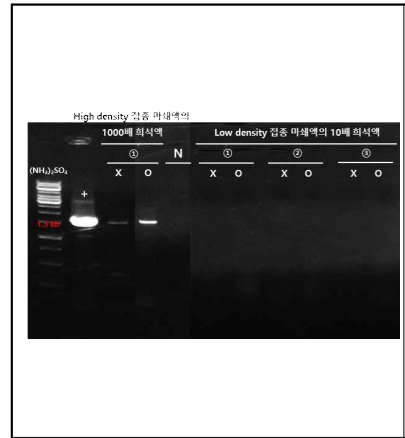 접종 7일 경과 유과 마쇄액에 증진 용액을 첨가하여 진행한 cPCR