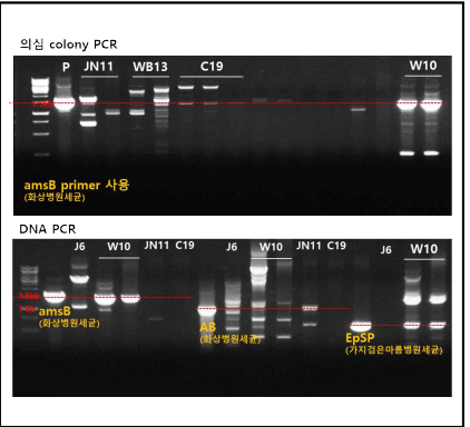 채집된 곤충으로부터 획득한 화상병균 유사 colony와 추출한 DNA를 대상으로 진행한 cPCR