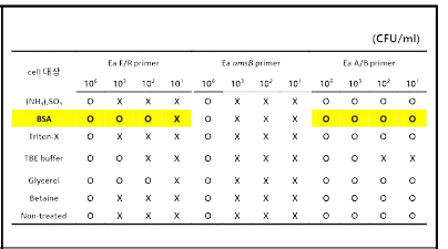화상병균의 농도별 cell 대상 저밀도 cPCR 결과