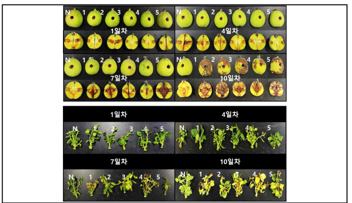 화상병균을 접종한 유과와 유묘의 발병도 확인