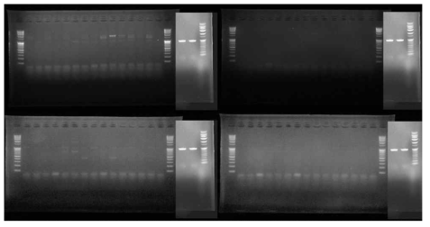 매몰지(제천)에서 채집한 이병 식물의 표면을 멸균수로 세척하여 얻은 세척수를 Erwinia amylovora target primer를 사용하여 PCR한 결과 예시