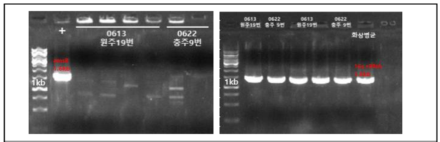 의심 곤충 시료 대상 최종 cPCR(좌-amsb, 우-16s rRNA) 확인 결과