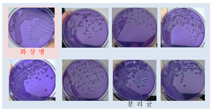 선택배지(CCT) 균총 조사주