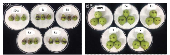 ‘20년도 신규 발생 지역 화상병균 병원성 검정 Ea: 화상병균, Ep: 가지검은마름병균, SDW: 증류수