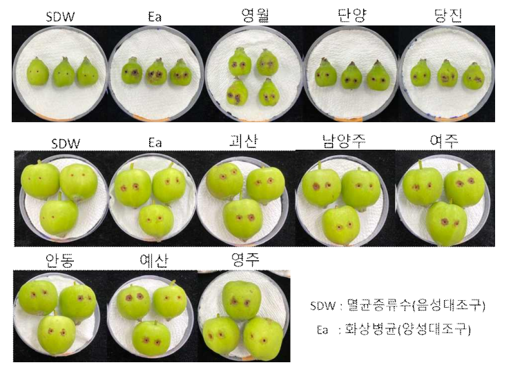 ‘21년도 신규 발생 지역 화상병균 병원성 검정