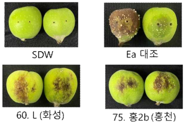 ‘22년도 신규 발생 지역 화상병균 병원성 검정