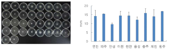 분리 균주의 운동성 (좌: agar 배양 모습, 우: swarming ability 측정)