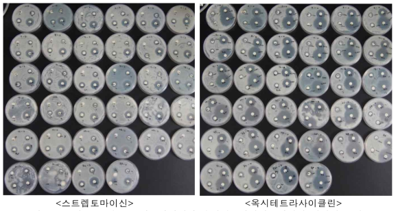 분리 균주의 스트렙토마이신과 옥시테트라사이클린에서 저지원 조사