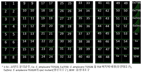 분리 균주의 스트렙토마이신에서 생존 조사