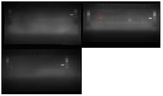 안성 매몰지의 1번 구덩이에서 채집한 이병 식물의 조직 증균과 표면을 멸균수로 세척하여 얻은 세척수를 Erwinia amylovora target primer를 사용하여 PCR한 결과 예시. 세척수 일부에서 검출반응을 보 임(적색 박스)