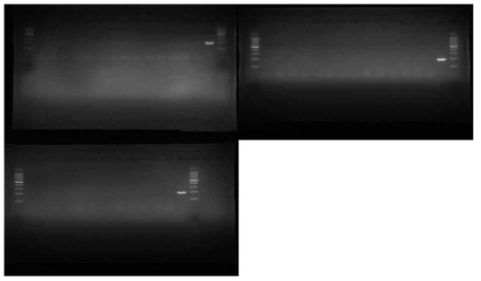 안성 매몰지의 2번 구덩이에서 채집한 이병 식물의 조직 증균과 표면을 멸균수로 세척하여 얻은 세척수를 Erwinia amylovora target primer를 사용하여 PCR한 결과 예시